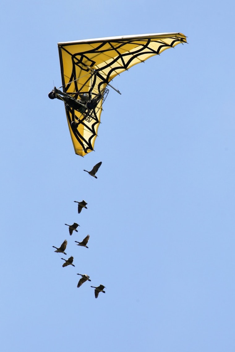 Image: Glider and geese