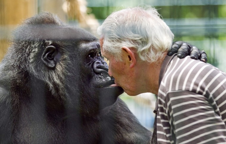 Image: Owner of the zoo of Saint-Martin-la-Plaine Pierre Thivillon kisses female gorilla Digit