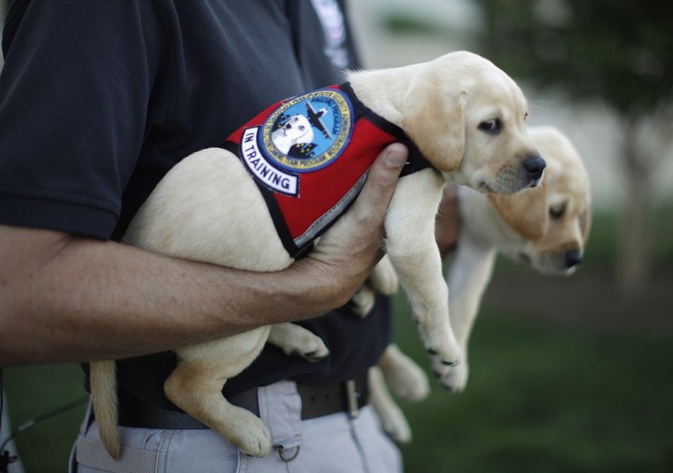 Image: Labrador puppies \"Hoey\" and \"Hatton\" are photographed at the Pentagon near Washington