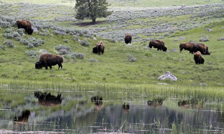 Image: A herd of bison graze in Lamar Valley in Yellowstone National Park, Wyoming, June 20, 2011. On average over 3,000 bison live in the park.