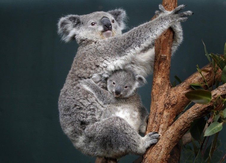 Image: Koala joey named 'Boonda' clings to his mother 'Elle' as they sit in their enclosure at Wildlife World in Sydney