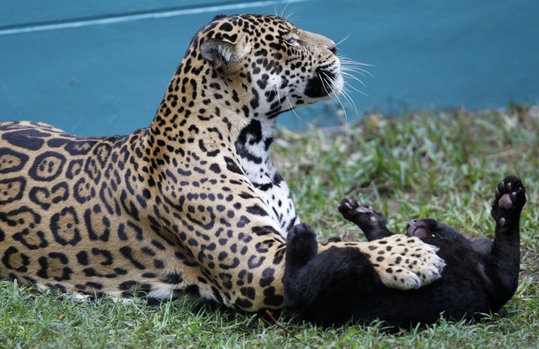 Image: A jaguar named Daniela plays with her six week old baby at the Parque de Las Leyendas zoo in Lima