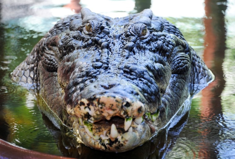 Image: Worlds Largest Crocodile in Captivity
