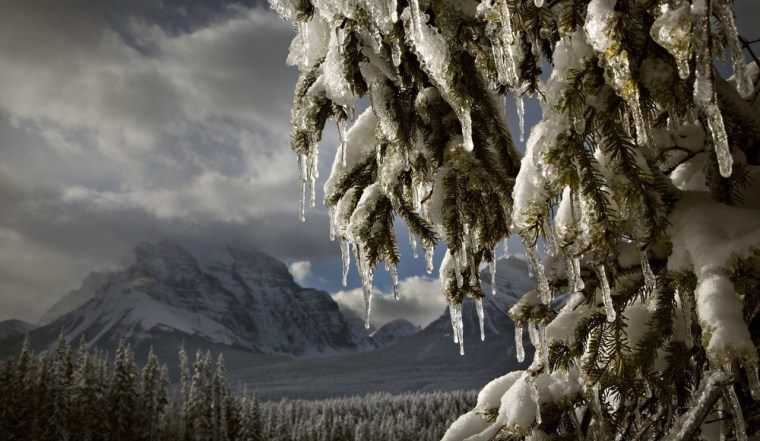 Image: Icicles form on a tree as the afternoon sun melts the snow in Banff National Park near Lake Louise