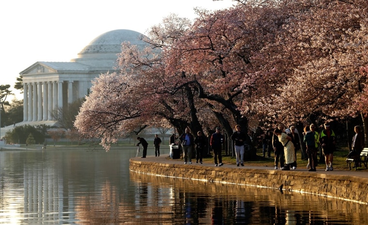 Image: DC's Cherry Blossoms Come To Late Bloom