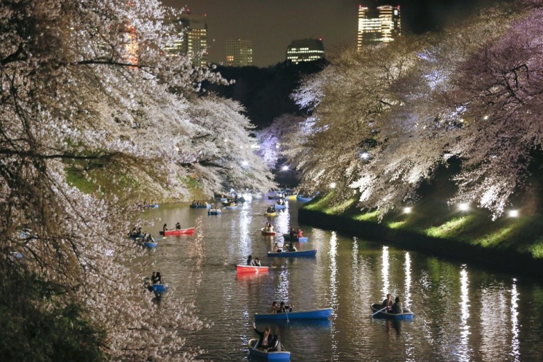 Image: Night view of cherry blossom