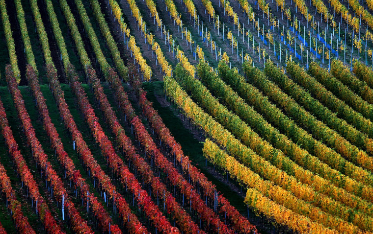 Image: Vineyards in Autumn colors