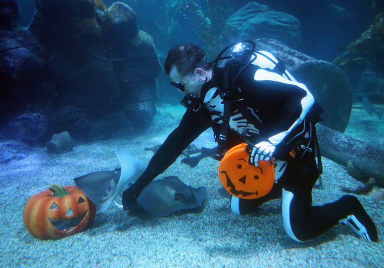 Image: SeaLife Celebrates Halloween