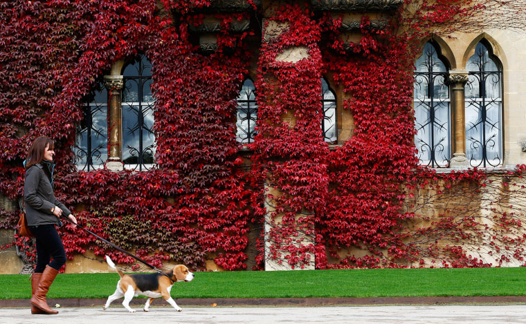 Image: A woman walks her dog on an autumn morning as Virginia Creeper grows on the outside of Christ Church college in Oxford