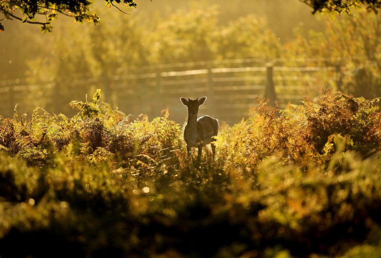 Image: Autumn Colours Can Be Seen Throughout The UK