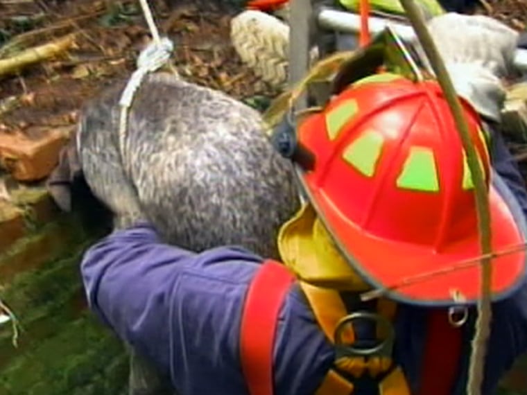 Image: A dog is rescued from a well by firefighters.