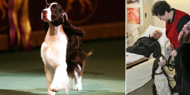 Image: Previous Westminster \"Best in Show\" winner, James