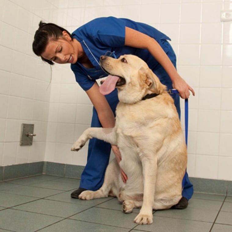 Image: Labrador Deco is checked by PDSA vet nurse Miriam Wilson