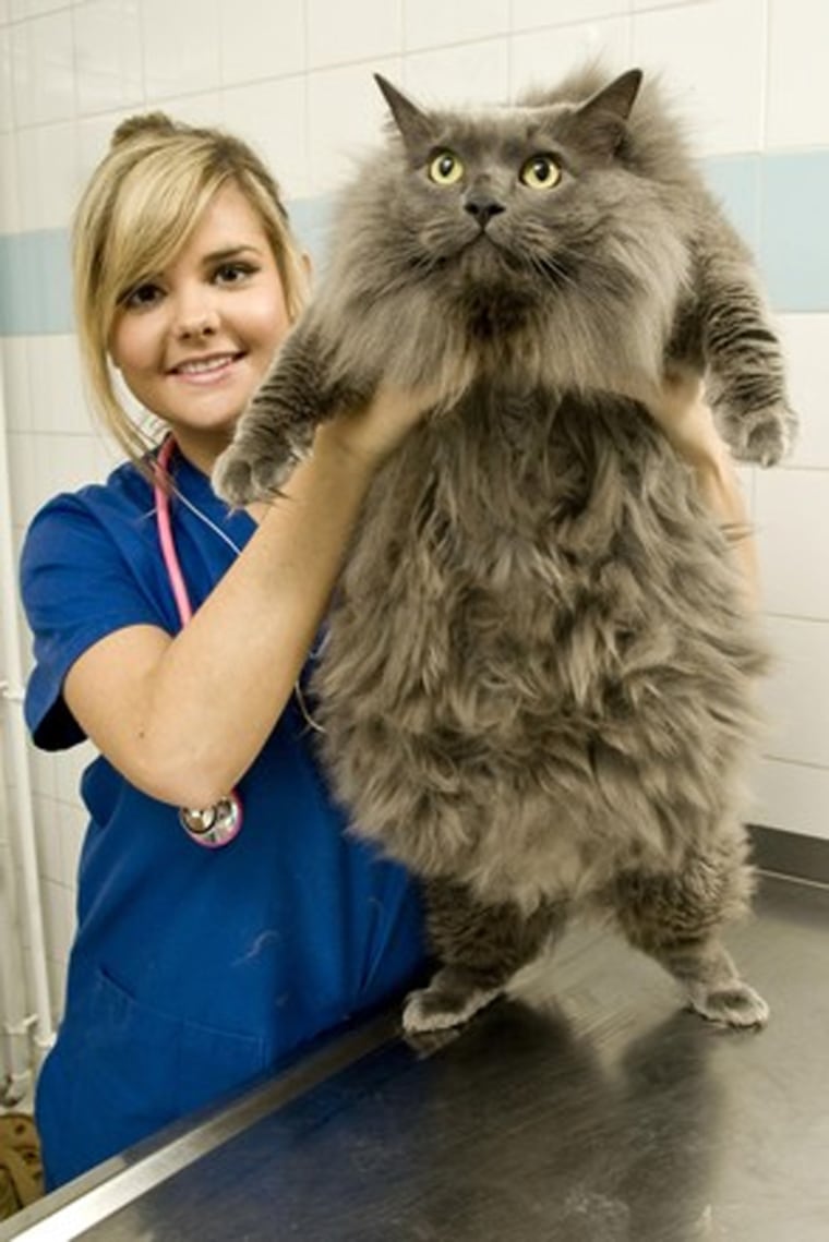 Image: Maverick, a long haired cat from Edinburgh weighing 10.2kg, is shown with PDSA RVN nurse Amanda Shearsby