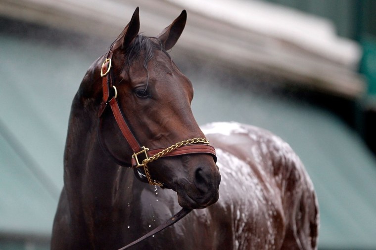 Where is Animal Kingdom? What 5 Derby winners do now