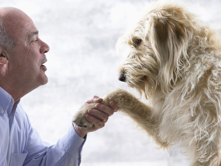 Mature man shaking dog's paw, side view, close-up