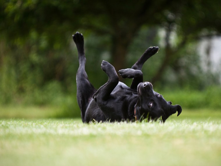 Black labrador