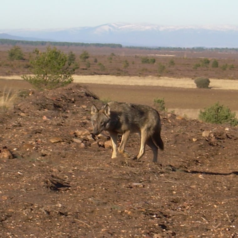 Isabel Barja |
 
Poops in Prominent Places 
A wolf on the prowl in the mountainous region of Spain's northwest Iberian Peninsula. Research conducted here found that wolves are very strategic about where they deposit their scat. They select plants that maximize the visual impact and odor distribution of their feces.
