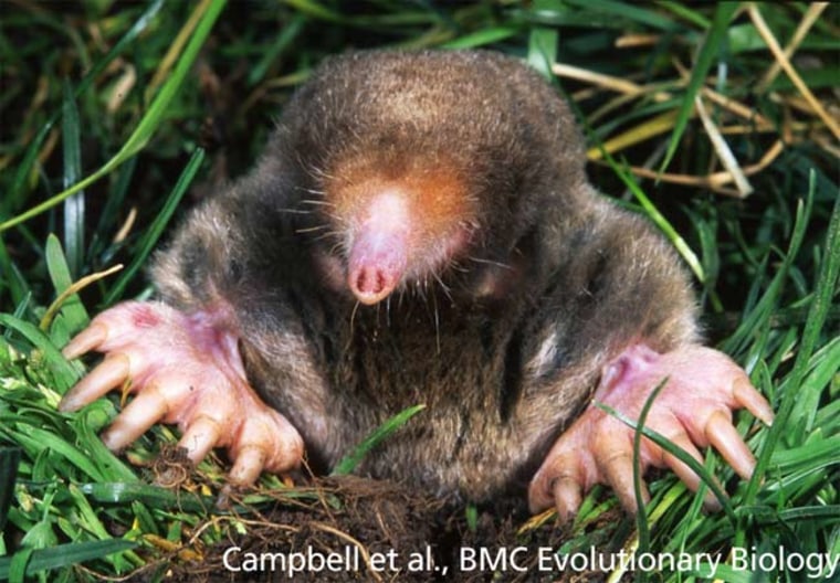 Eastern moles are built for their subterranean lives in tunnels, as they have webbed feet for digging and poorly developed eyes that may be able to detect light.  