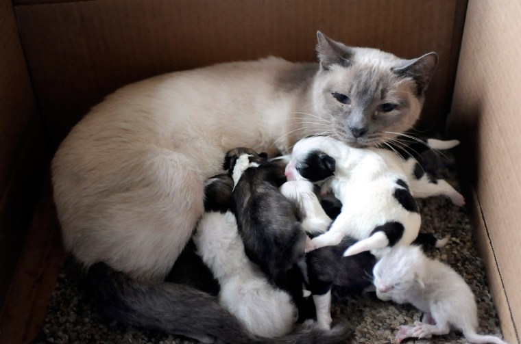 A Siamese cat named Amanda, owned by Debbie Girting from Beaver, Pa., nurses her two newborn kittens and orphaned litter of puppies, Monday, March 15, 2010, in Beaver. Amanda gave birth to three kittens March 7; one was undersize and died. Girting's Maltese Pomeranian dog, Lucy, gave birth to seven healthy pups on the same day. On March 11, Lucy died and Amanda took the orphaned puppies. She is now nursing all seven puppies and her two kittens. (AP Photo/Beaver County Times, Lucy Schaly) MANDATORY CREDIT. NO SALES.