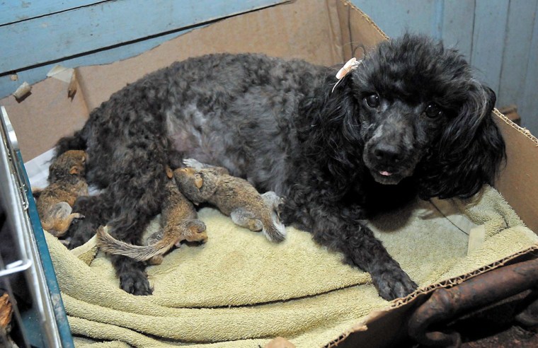 In a Friday, March 26, 2010 photo, a trio of baby squirrels nurse on Pixie, a poodle owned by Gail Latta,  in Henderson, N.C. the baby squirrels were left homeless in North Carolina when the tree they lived in was felled by a chain saw. Pixie still had milk after giving birth to her first litter of puppies a few months ago. After being nursed to five weeks, the squirrels were taken Saturday to a federal animal rehabilitation specialist who will continue raising them until they are ready to be released. (AP Photo/Daily Dispatch, Ashley Steven Ayscue)