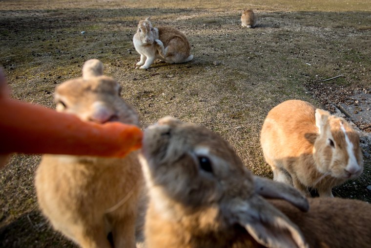 Image: Bunnies Attract Tourists To A Japanese Islet Okunoshima