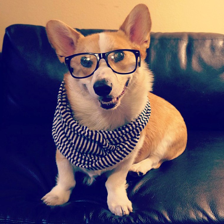 #corgnelius is gonna take it easy tonite, prob just stay in and listen to some Alt-J or Arcade Fire #hipsterlevel1000
http://instagram.com/p/fETdLqJRZp/
Oct. 4, 2013