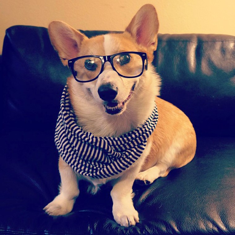 #corgnelius is gonna take it easy tonite, prob just stay in and listen to some Alt-J or Arcade Fire #hipsterlevel1000

http://instagram.com/p/fETdLqJRZp/

Oct. 4, 2013