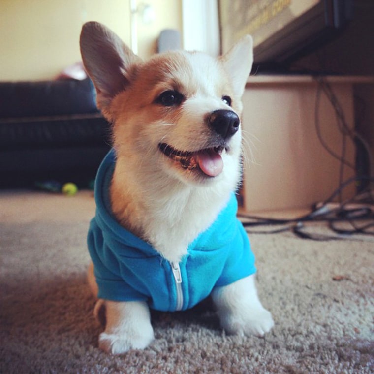 Chillin' #stumphrey #corgi #puppyFollow
http://instagram.com/corgnelius
June 1, 2013