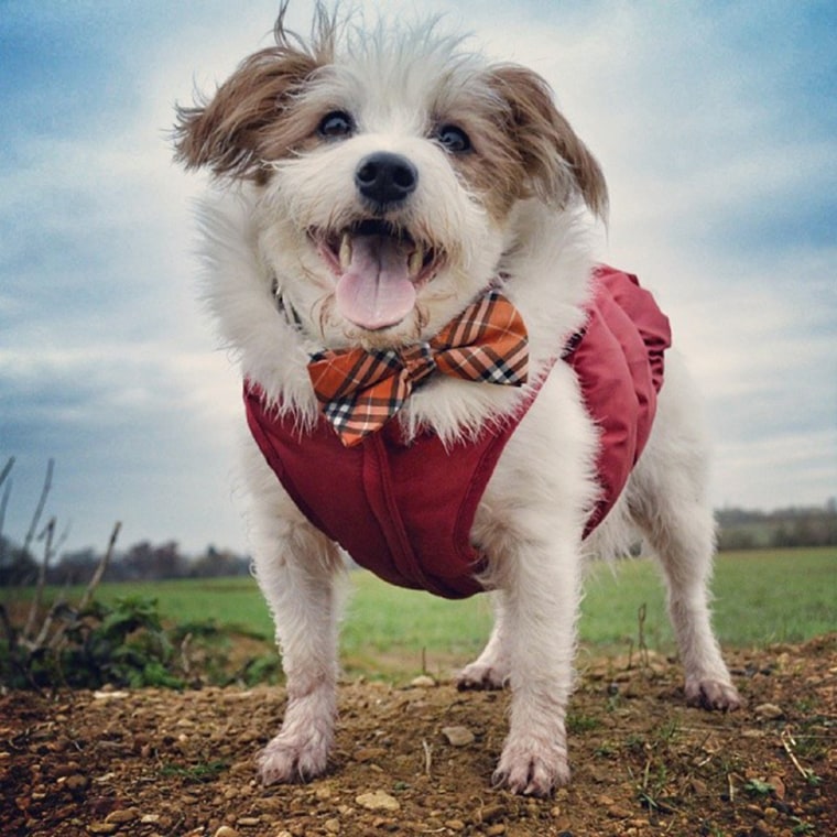 Ginny's new years resolution will be to look more fabulous and classy than ever, she's starting her resolution early by wearing her bowtie while she goes out for walks. Sure she had run through puddles and tried to eat mud before this photo was taken, but Ginny's sure even the classiest of people run into puddles and eat mud, so it's okay if she does it too.
Dec. 30, 2013