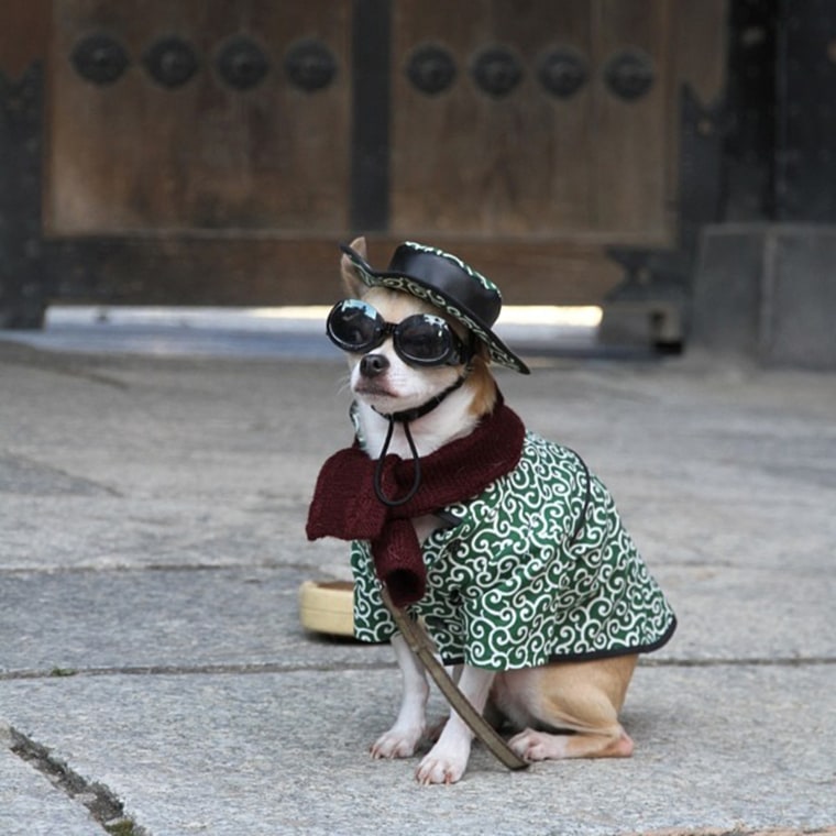 (Laughs) first three days of a new year was over here wonder if the treasure of an evening. It is a blink. In order to work a little bit at a time mode tonight or rehabilitation is started (laughs) # Dog# Dogstagram# Dogoftheday# Instadog# Dogofthedayjp# Chihuahua# PetstagramAplacetolovedogs # # dog # dog # Chihuahua fool part # handmade # Handmade # kimono # Fashion # family # team Monjiro teaFollow
http://instagram.com/montjiro
http://www.montjiro.com/
Jan. 3, 2013