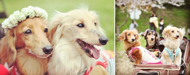 Instagram dogs put your wardrobe to shame