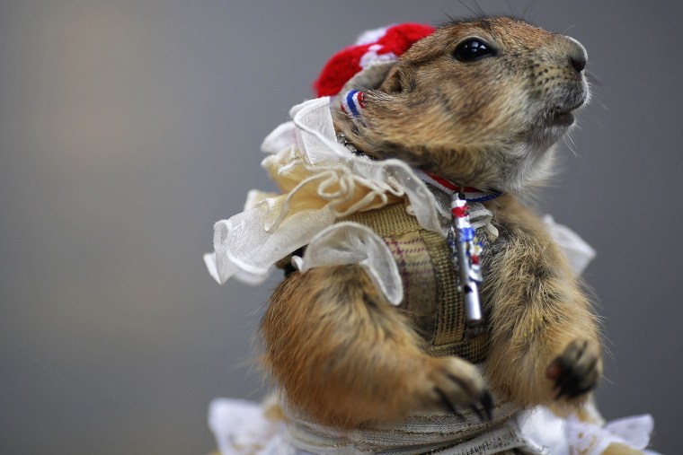 Image: A pet prairie dog wears a whistle and a ribbon in Thailand's national colours in Bangkok's shopping district