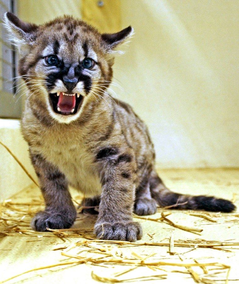 Image: Panther cub on show in Austria