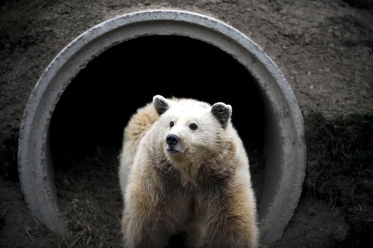 Image: KOSOVO-ANIMALS-BEAR