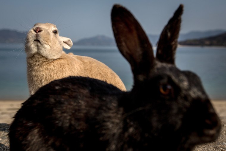 Image: Bunnies Attract Tourists To A Japanese Islet Okunoshima