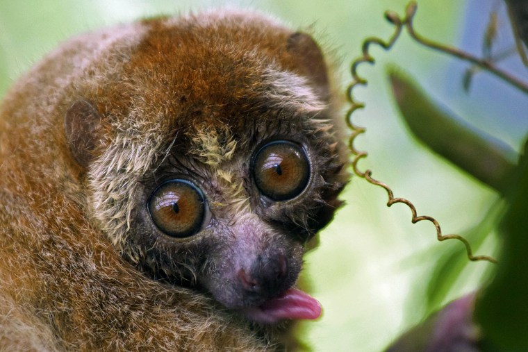 Image: Indonesian Sanctuary Helps To Save The Slow Loris From Extinction