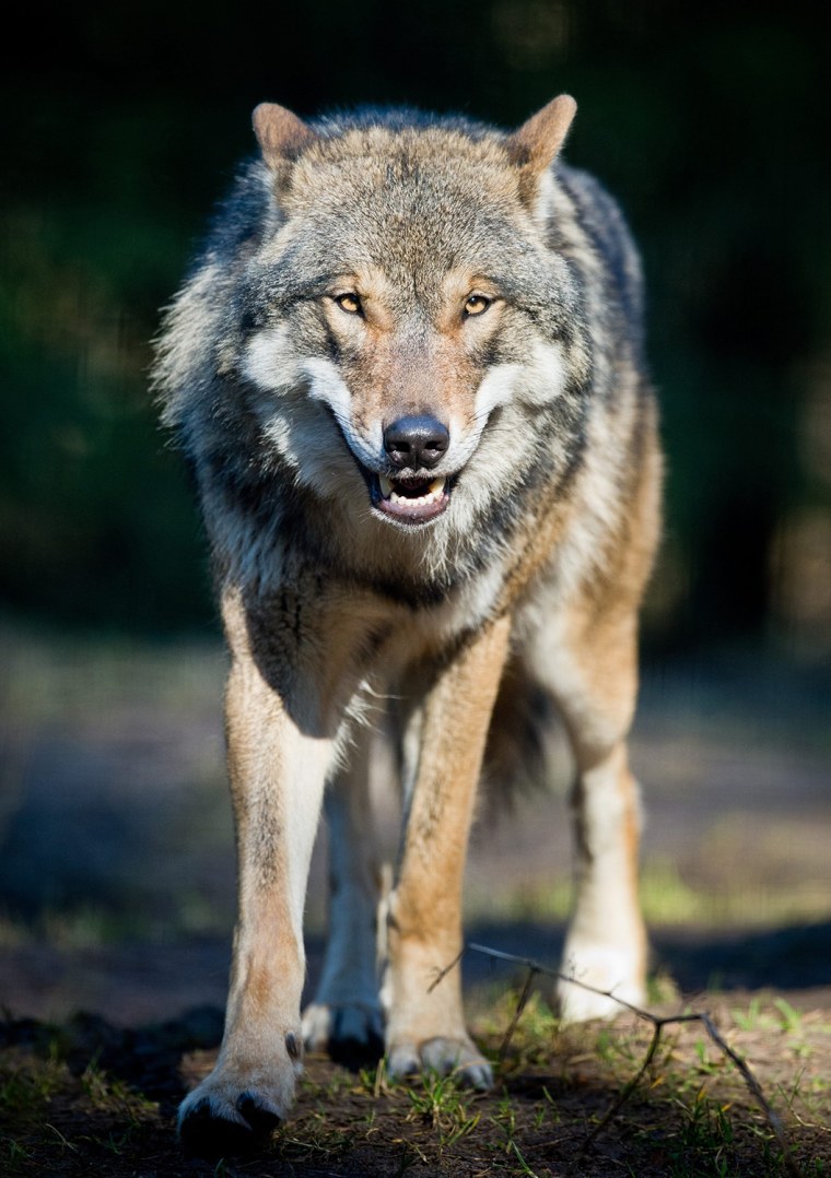 Image: Wolf in wildlife park Schorfheide