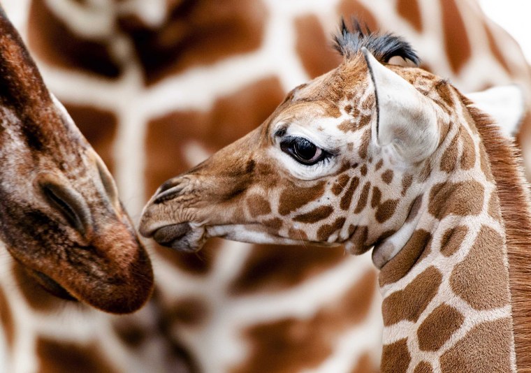Image: Newly born giraffe