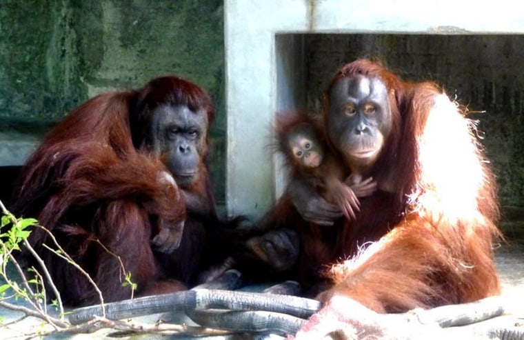Image: Baby orangutan at Taipei Zoo
