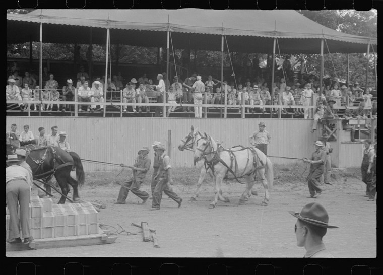 Livestock display, Champaign County Fair, Ohio 1938