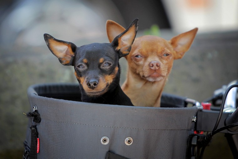 Image: Two chihuahuas in a bicycle basket