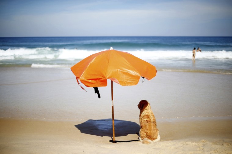 Image: A dog sits under a sun umbrella on Sao Conrado beach  in Rio de Janeiro