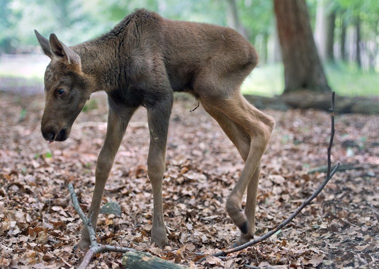 Image: Baby elk in Hanau