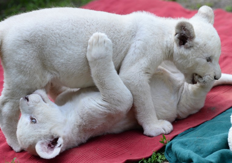 Image: HUNGARY-ANIMAL-WHITE LIONS