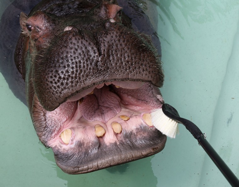 Image: Zoo Workers Clean Hippopotamus' Teeth In Japan