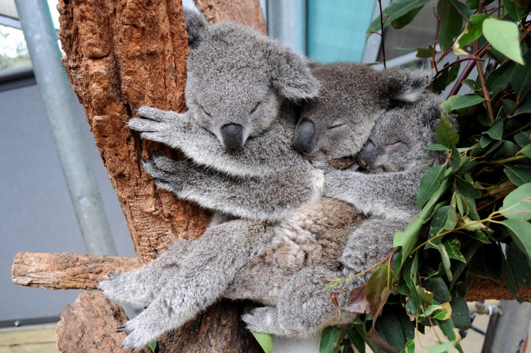 Image: Koala trio asleep at the Toranga Zoo in Sydney