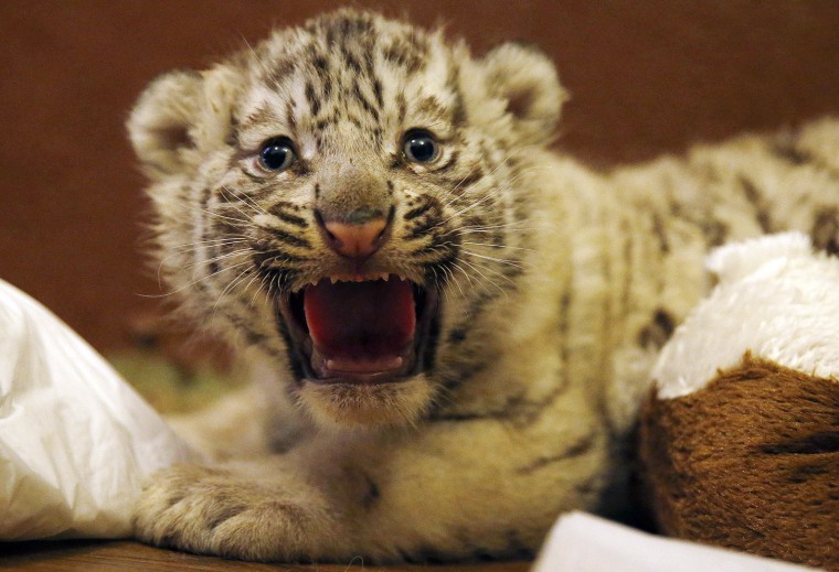Image: One-month-old white Bengal tiger cub is pictured at the zoo in Tbilisi