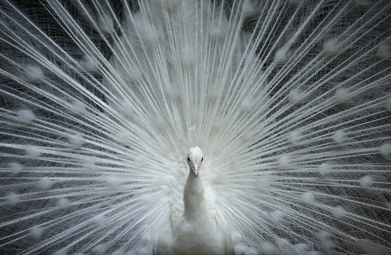 Image: An Indian peafowl spreads its tail feathers at a zoo in Tbilisi