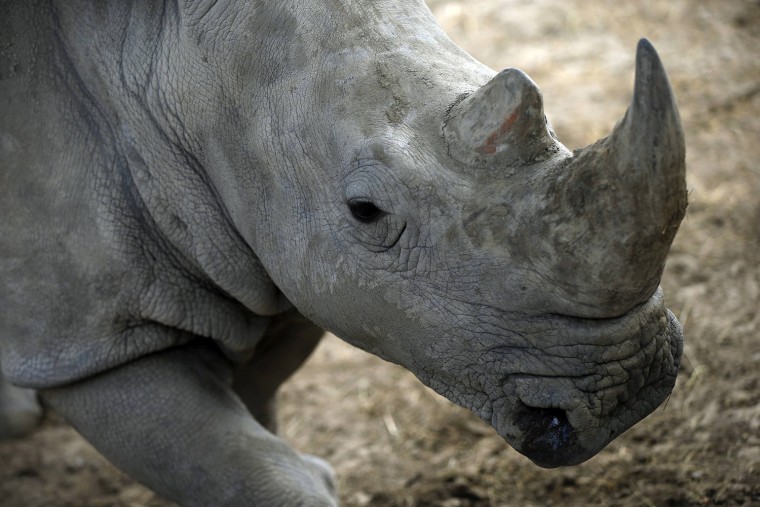 Image: A rhinoceros walks inside its enclosure at the zoo in Tbilisi